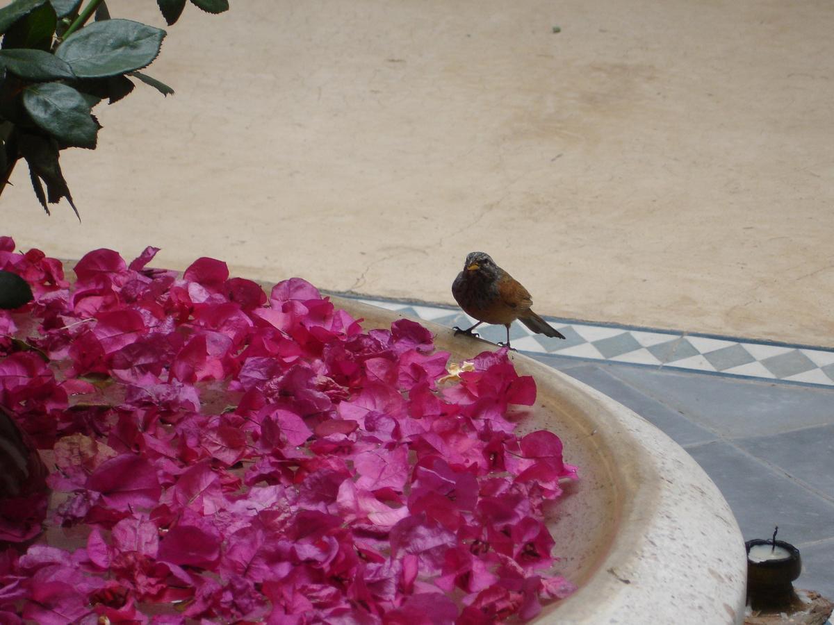 Hotel Dar Touyir Marrakesh Exterior foto